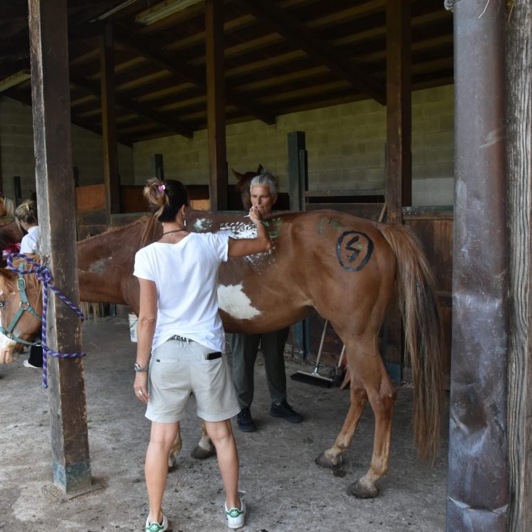 Persone partecipanti al workshop di lingua inglese mentre dipingono un cavallo.